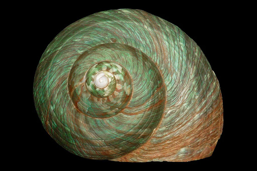 Appearance of the Fibonacci Sequence in Spiral Shells