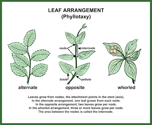 Phyllotaxy-The Growth Patterns in Plants
