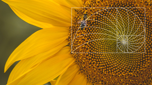 Spiral Arrangement of Seeds in Sunflower